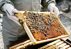 دوره تربيه النحل وإنتاج العسل - Beekeeping and Honey Production Course أكاديمية الحرف