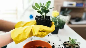 أساسيات الزراعه المنزليه - Basics of Home Gardening أكاديمية الحرف